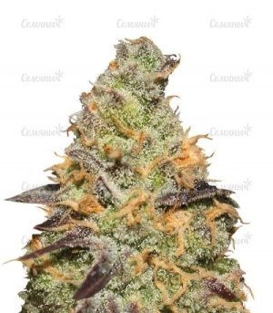bluekushberry.jpg