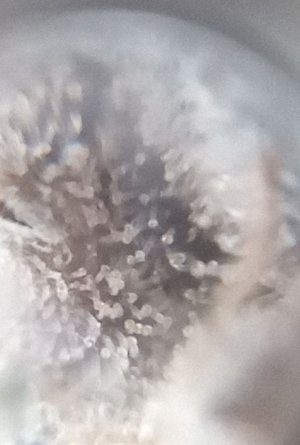 mir_20221025_053856.jpg