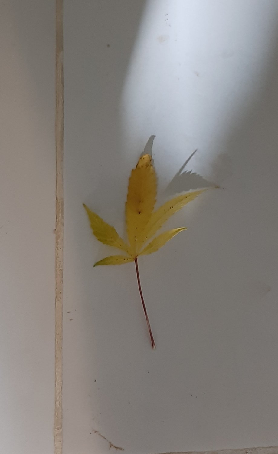 20221027_110313.jpg 20221027_110313.jpg