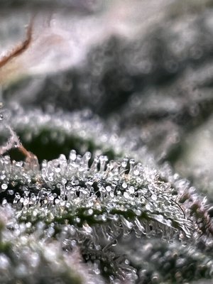 203B7F03-1519-4897-80EB-E61B721D17B8.jpeg