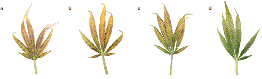Figure1.png Figure1.png