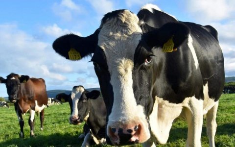 cow.jpg cow.jpg