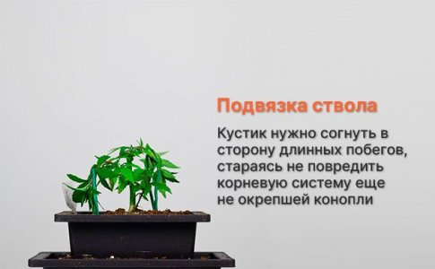 3-Podvyazyvaem-stvol.jpg