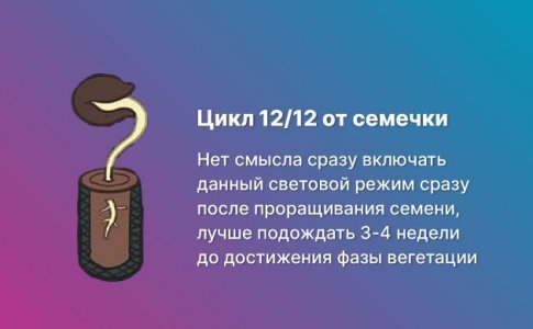 12/12 от семян 12/12 от семян