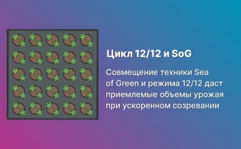 SoG и 12/12 – идеальный тандем SoG и 12/12 – идеальный тандем