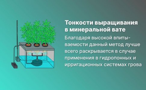 Особенности грова в минеральной вате