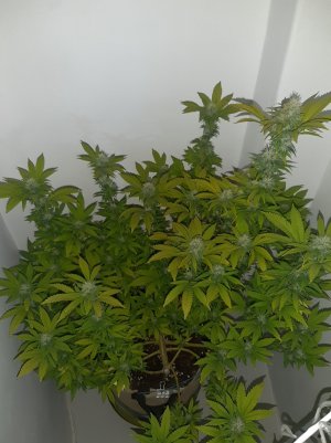 20221213_101649.jpg 20221213_101649.jpg
