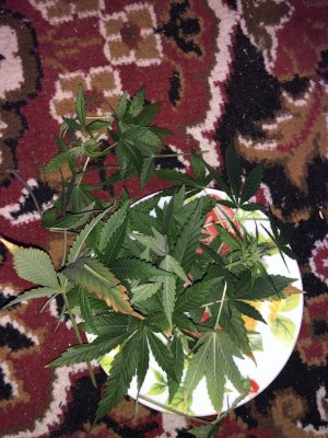 IMG_7458.JPG IMG_7458.JPG
