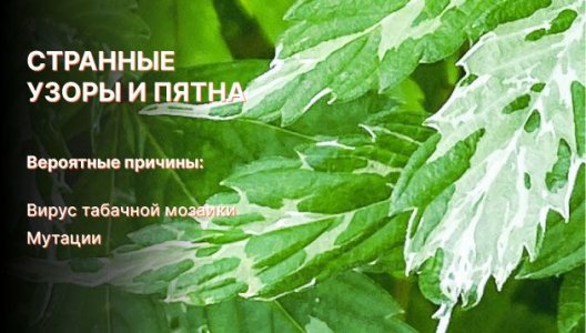 Узоры и пятна на листьях конопли