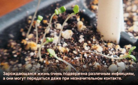 Инфекция Инфекция