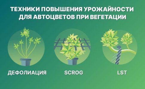 Техники контроля роста и повышения урожайности автоцветов Техники контроля роста и повышения урожайности автоцветов