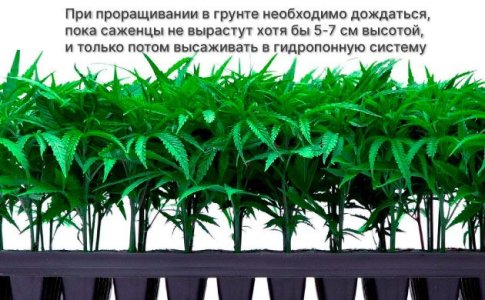 Выращивание автоцветов в гидропонике - высадка семян Выращивание автоцветов в гидропонике - высадка семян