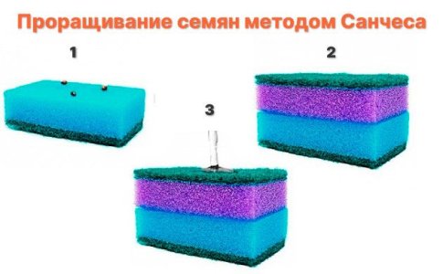 Проращивание семян конопли методом Санчеса Проращивание семян конопли методом Санчеса