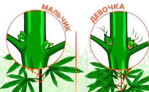 2-konoplya-byvaet-dvukh-polov-–-muzhskogo-i-zhenskogo.jpg