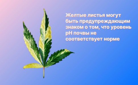 влияние pH на развитие конопли