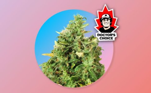 сорт Doctor's Choice #1 Auto сорт Doctor's Choice #1 Auto