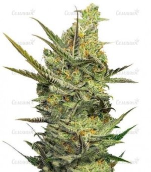 Gipsy Haze.jpg Gipsy Haze.jpg
