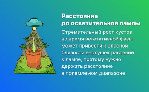 Рост куста