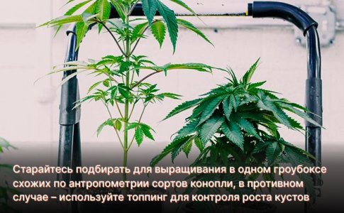 Что делать, если несколько растений развиваются с разной скоростью?