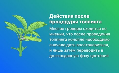 Можно ли переводить коноплю в цветение сразу после топпинга?