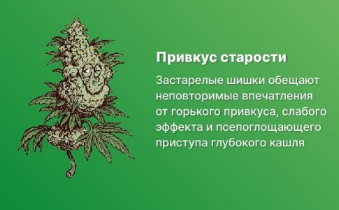 Использование старой конопли и как её распознать Использование старой конопли и как её распознать