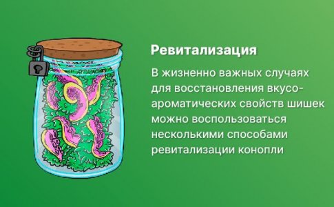 Ревитализация конопли Ревитализация конопли