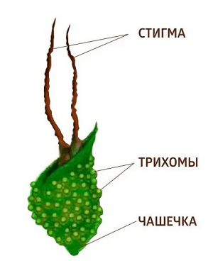 Без имени.png Без имени.png