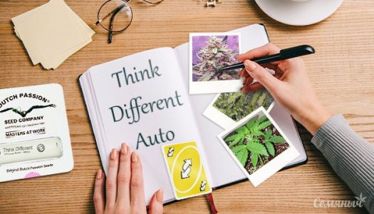 groureport-sorta-think-different-auto-ot-dutch-passion__LMFNz7yxr2CsTTYu.jpg groureport-sorta-think-different-auto-ot-dutch-passion__LMFNz7yxr2CsTTYu.jpg