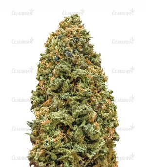 sort-Monster-Bruce-Banner-Monster-Genetics-seeds__BtgesAcQDVrKSvIP.jpg