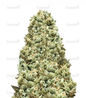 girl-scout-cookies-monster-Monster-Genetics-SCH__mCbqZ583aKgmO0LQ.jpg girl-scout-cookies-monster-Monster-Genetics-SCH__mCbqZ583aKgmO0LQ.jpg