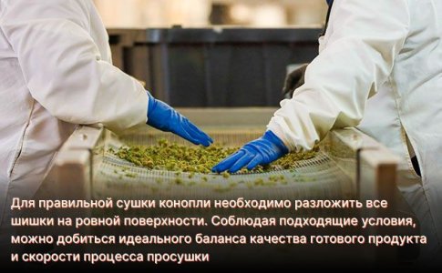 Процесс сушки конопли Процесс сушки конопли