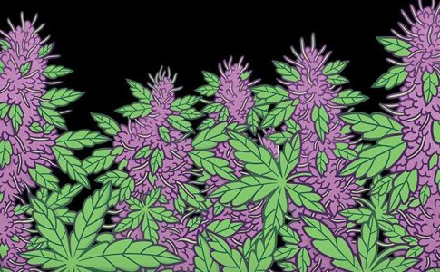 Фиолетовая конопля – сорт Blueberry Фиолетовая конопля – сорт Blueberry