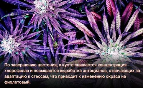 Почему конопля становится фиолетовой Почему конопля становится фиолетовой