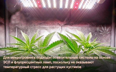 Освещение для конопли 