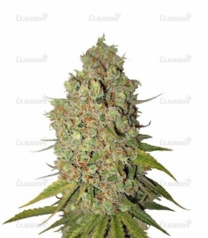 Special Kush 1.jpg