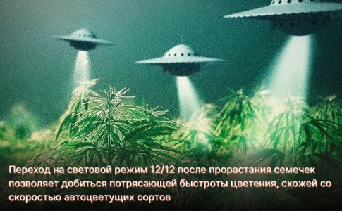Освещение для быстрого развития конопли
