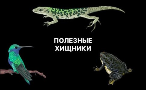 Полезные животные и птицы для конопли