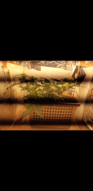 S30516-091658.png
