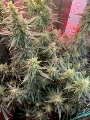 IMG_1856.jpeg