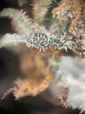 78125F3B-D28C-4572-AA36-4CE75B3F26F9.jpeg