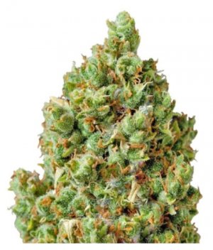 critical kush bf.jpg critical kush bf.jpg