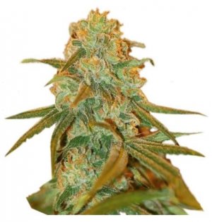 Lemon Skunk.jpg