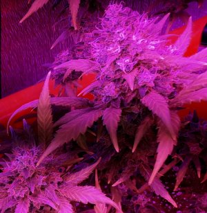 critical-kali-mist-fem-delicious-seeds__JUSYCZx3b8XNyuKf.jpg
