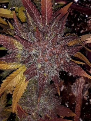 super-lemon-haze-fem-Semyanich__39rwezRoyXe0GapL.jpg