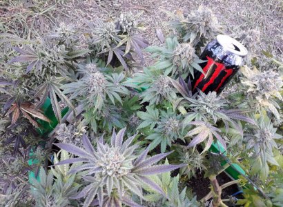 gorilla-glue-4-fem-anesia-seeds__PkjOC3nM2OufXii2.jpg