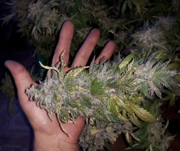 gorilla-glue-4-fem-anesia-seeds__Sa8PnnkA9Qv28gci.jpg