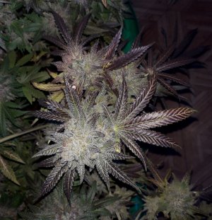 gorilla-glue-4-fem-anesia-seeds__N0cUDDMnxLX6p5RO.jpg