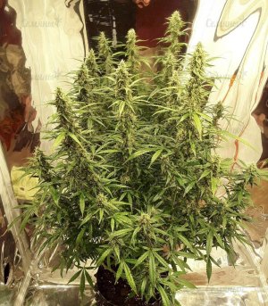 Auto-New-York-City-kust-kannabisa__booY1vzeUiMw3ho1.jpg