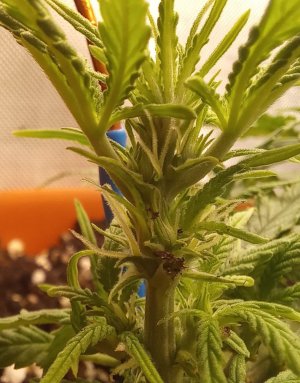 20230724_190915.jpg