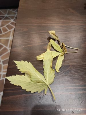 IMG_20230809_024546.jpg